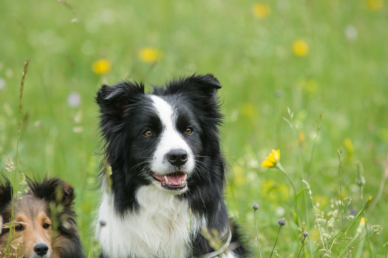 Pró-Cão - Clinica Veterinária